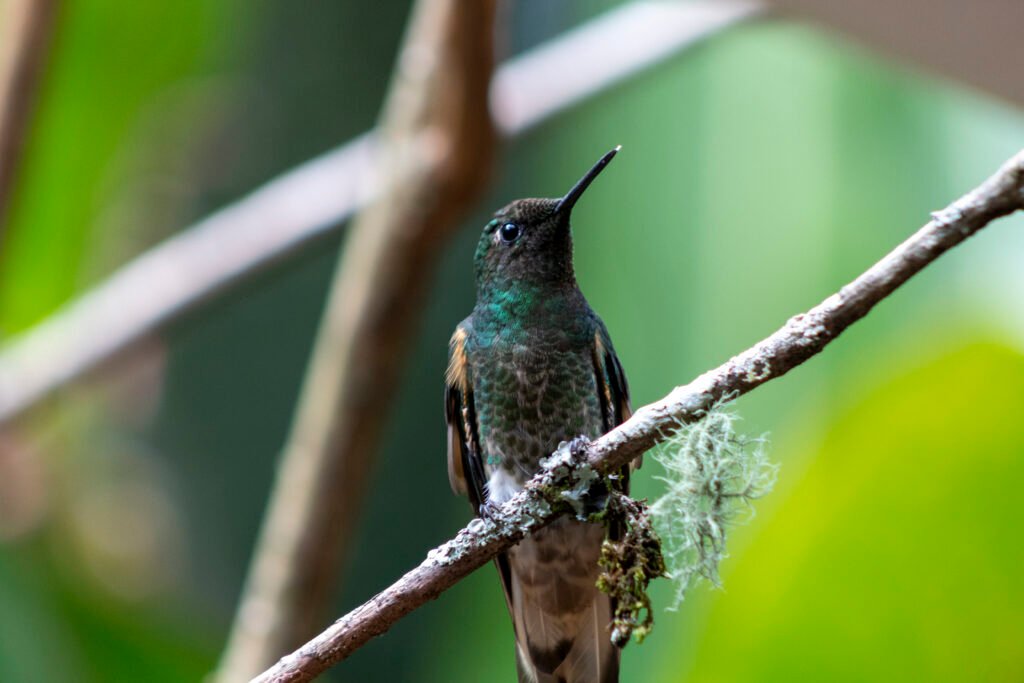 Expedición de Aviturismo img 2589 copia